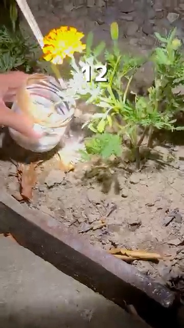 ナメクジごめんね