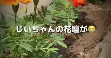 何者かに荒らされた“じいちゃんの花壇”→夜、見回りに行くと……　「うわっ…」目を疑う犯人の姿に「すご」「初めて見た」（1/3） | ライフスタイル ねとらぼ