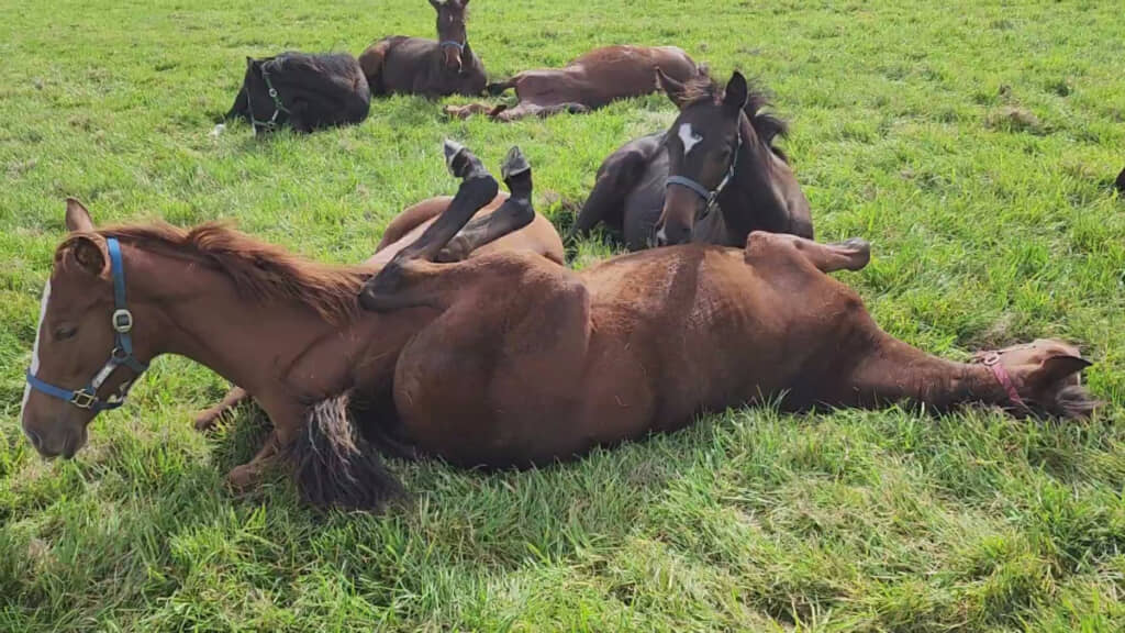 2頭の馬が……どうなってるの！？