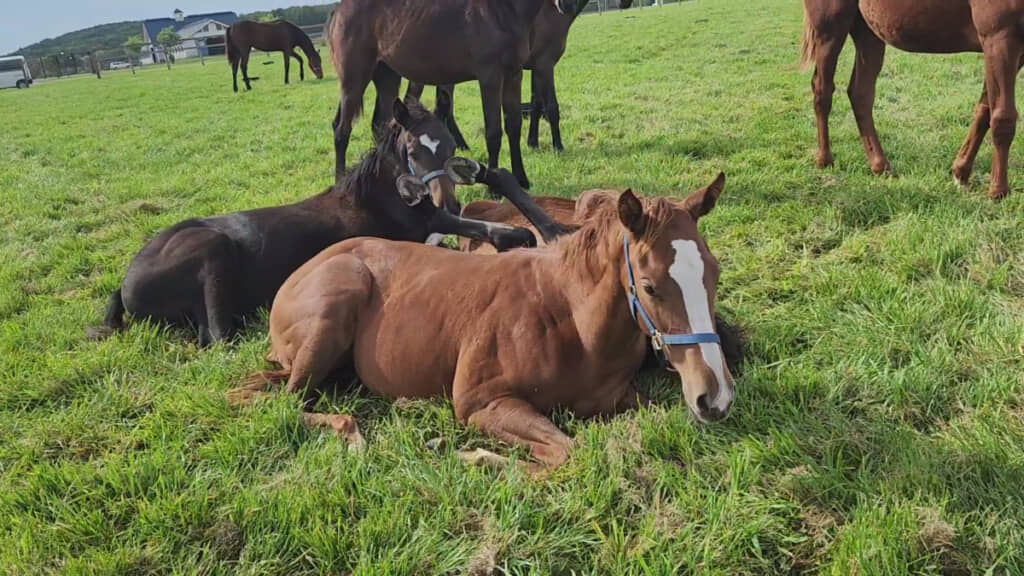 あきれ顔の馬の背中から見える脚2本