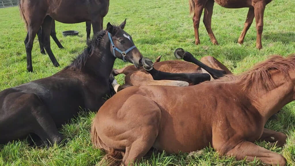 馬ってこんな体勢できるんだ