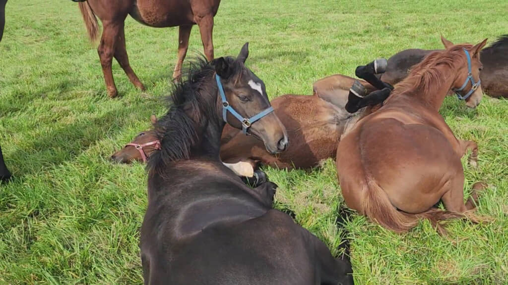 なんだコレ……と言いたげなお仲間