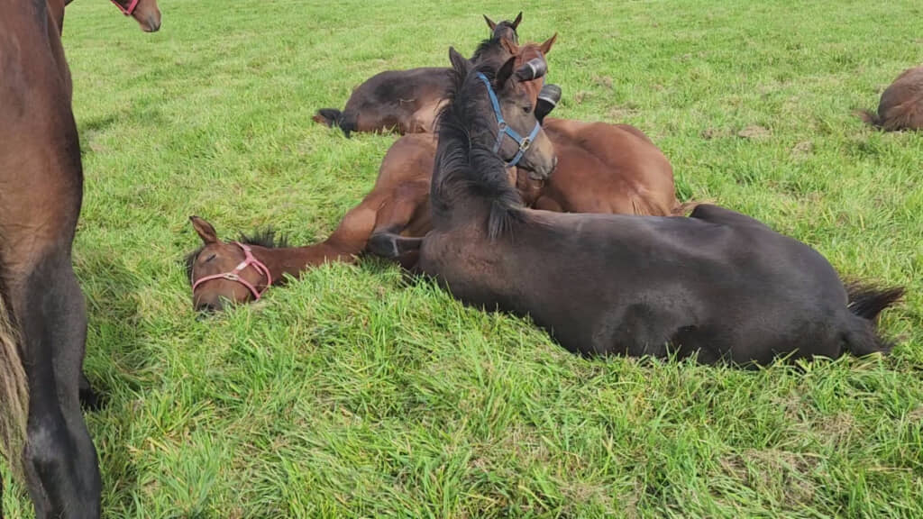 当の本人は気持ちよさそうな寝顔