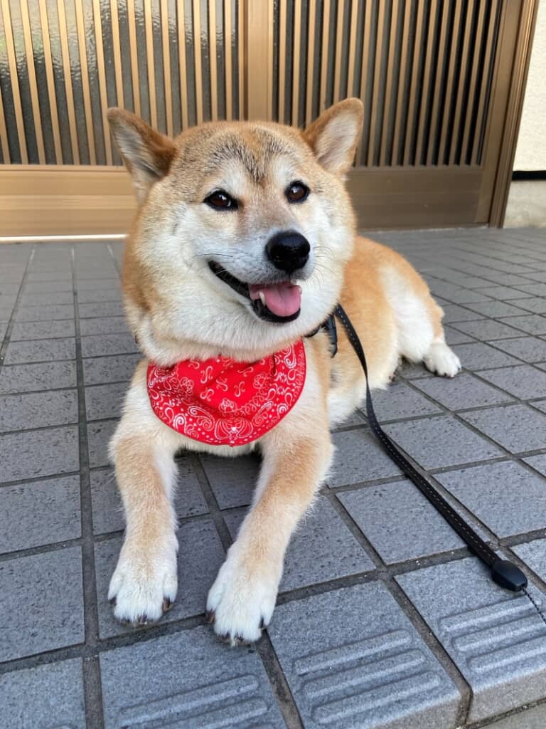 ニコニコ笑顔のこはるちゃん