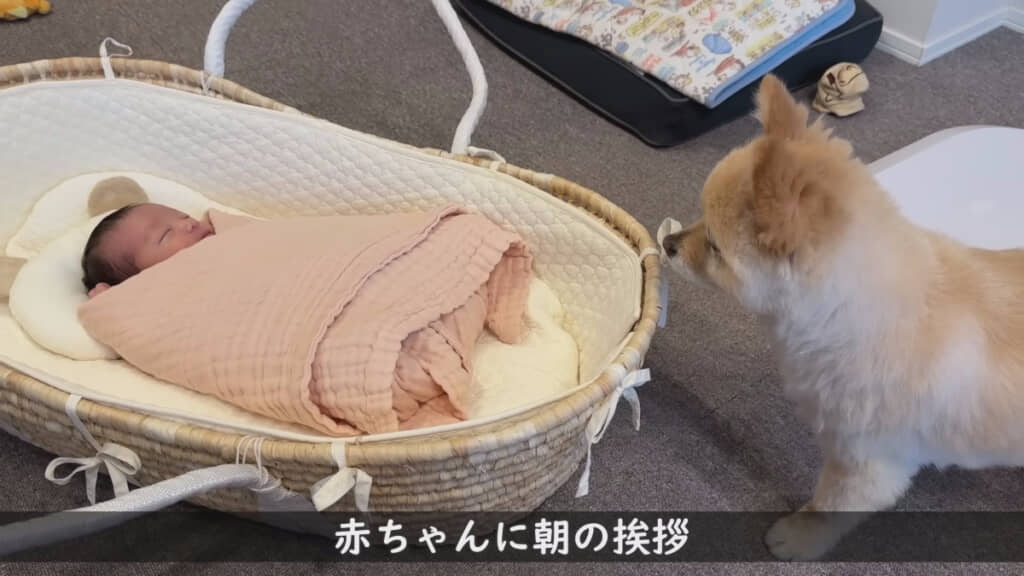 生まれたばかりの赤ちゃんを見つめるポメくん