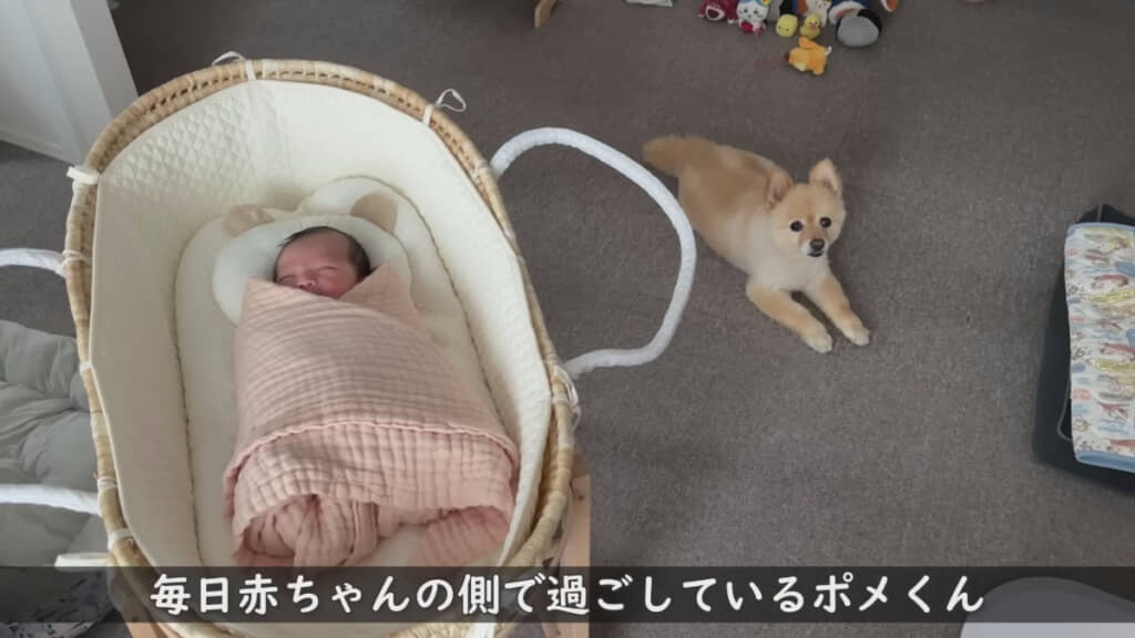 赤ちゃんのそばから離れないポメくん