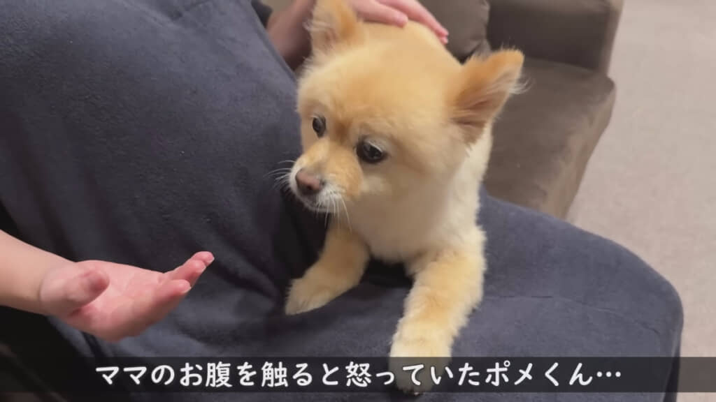 出産前はママのおなかを守っていました