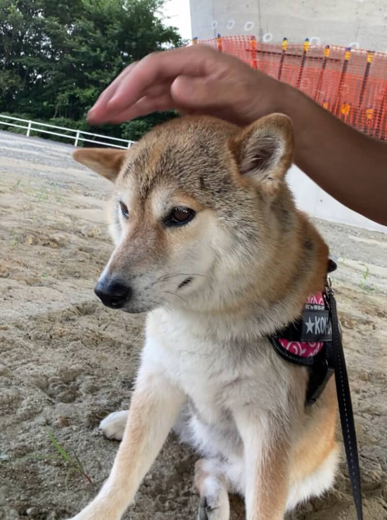 ナデナデされているとは思えないほど覚悟を決めた顔
