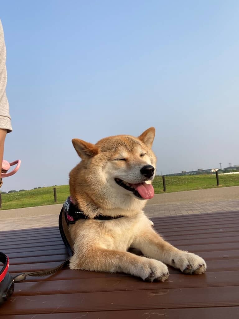 暑そうなこはるちゃん