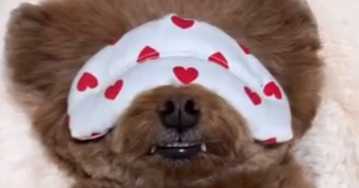 スヤスヤ寝ている愛犬→アイマスクを取ったら……「えええええ」　“まさかの寝顔”にネット爆笑「腹筋よじれる」（1/2） | 犬 ねとらぼ