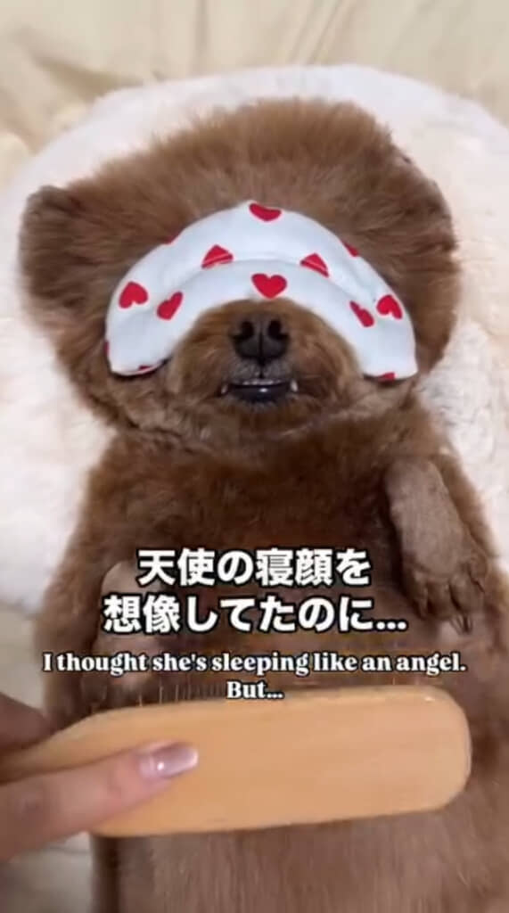 かわいい寝顔を期待していたら……