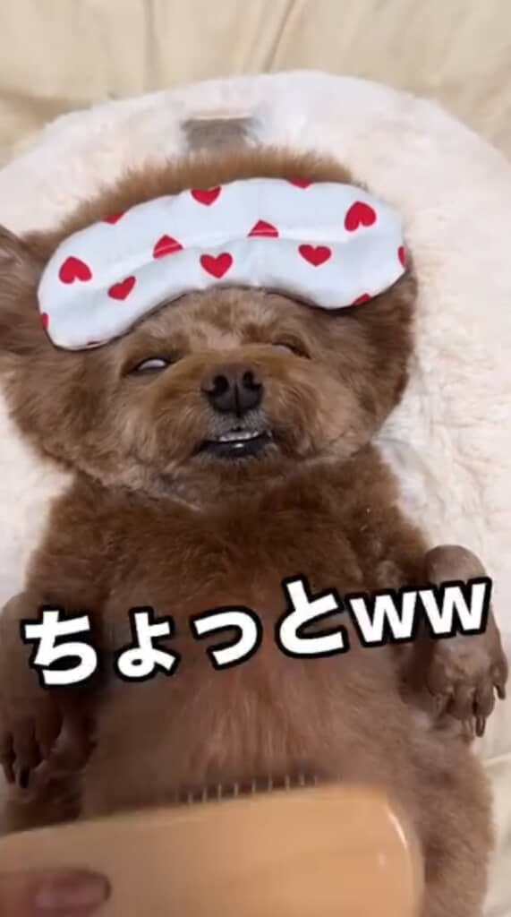 目がすごいことに