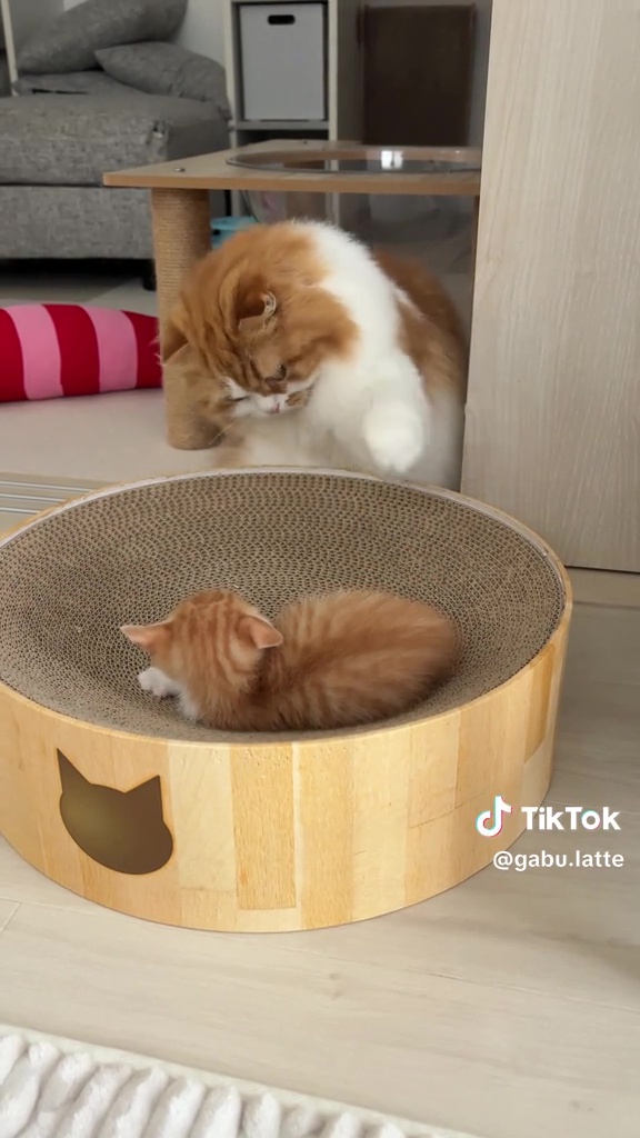 新人への洗礼（2回目）