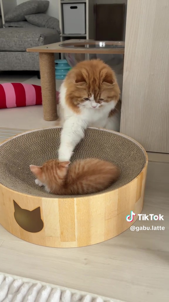 世界一優しい猫パンチ