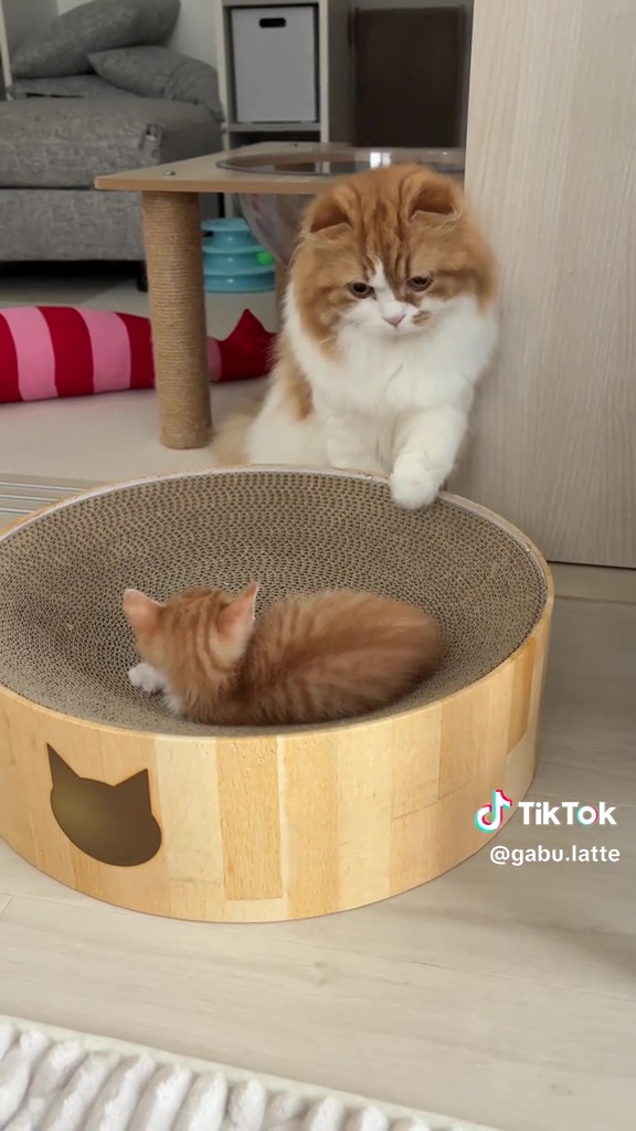 優しい先輩にジャンボちゃんも安心だね