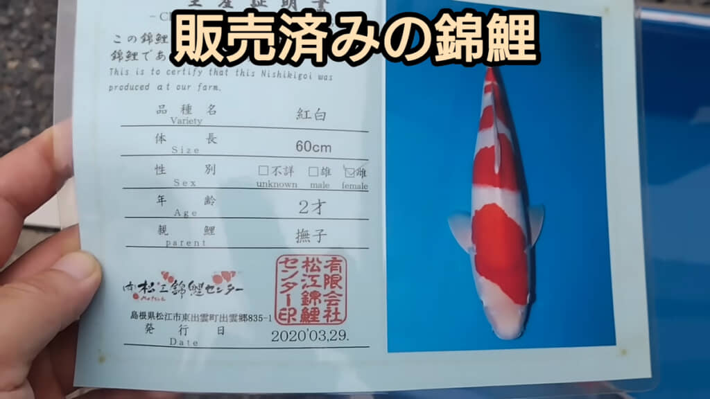 2歳で購入し、その後5年間飼いこんで