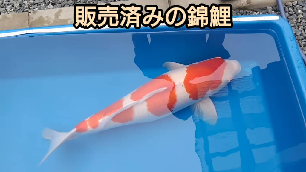 50万円で販売済だった錦鯉です