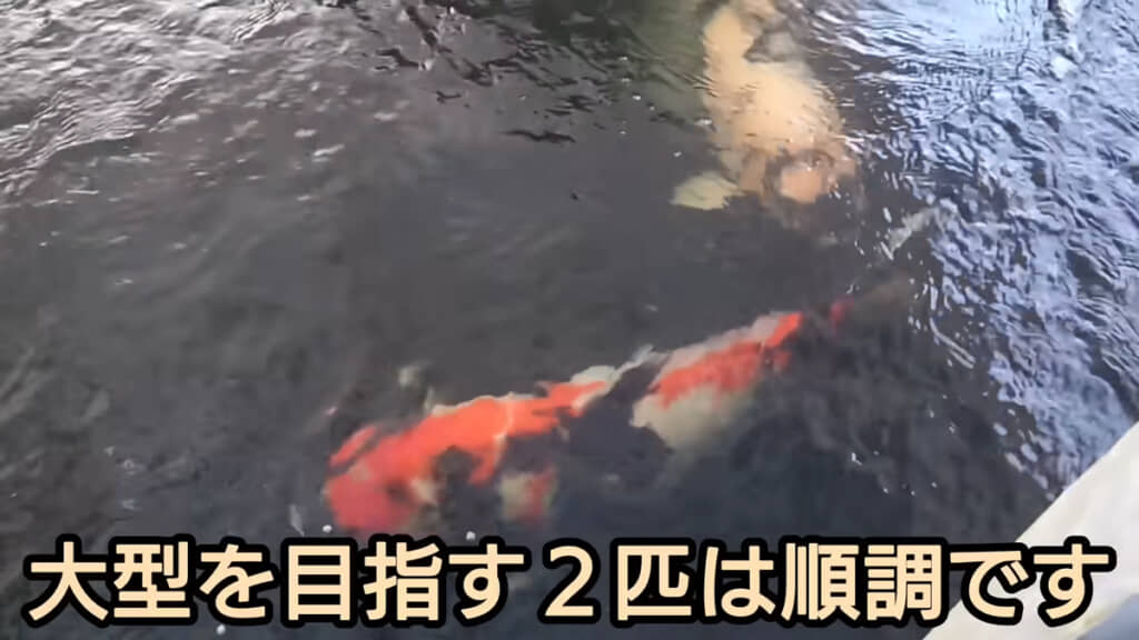 大型を目指す2匹の錦鯉は日に日に大きく育っています