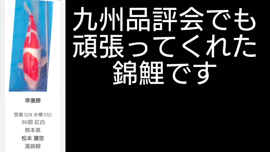 昨年は品評会にも出た錦鯉です