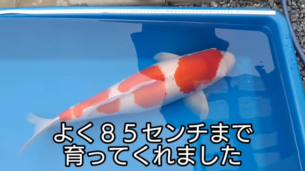 大きく育ってくれたことに感謝