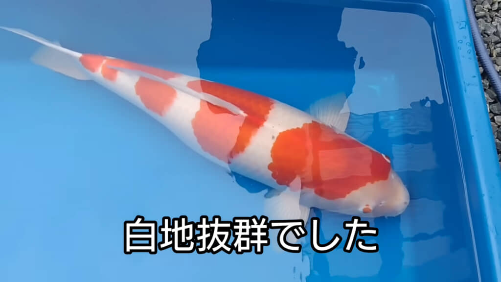 とても美しい錦鯉でした