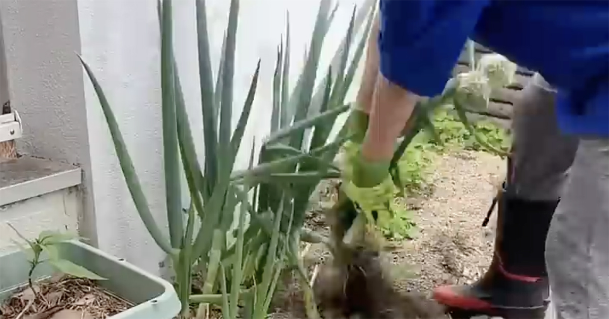 本当は見せたくない「震える汚さ」の花壇→アラフォーシンママが“たった30分”DIYしたら……　驚きの大変身に「すごい」（1/2） | リフォーム・リノベーション・DIY ねとらぼ