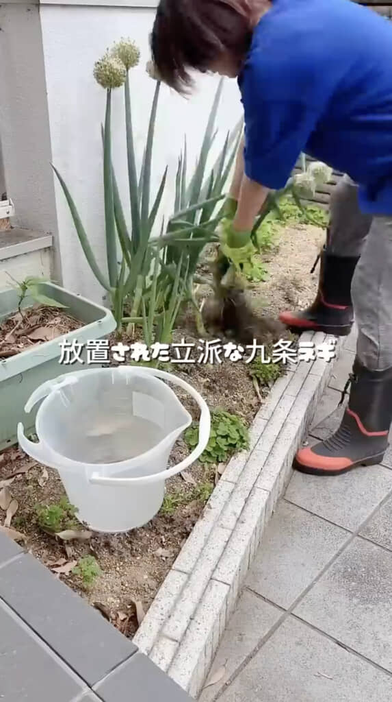 ねぎと雑草を取り除きます