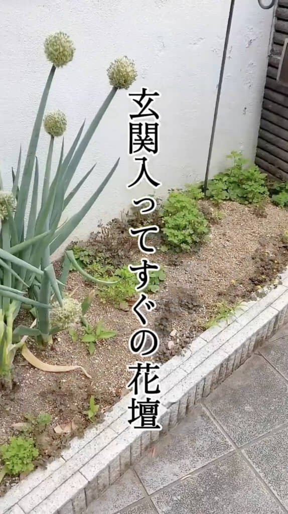 雑草が伸び放題の花壇