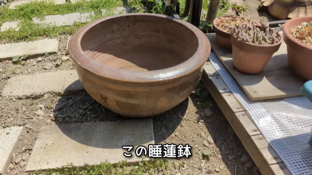 庭から掘り起こした睡蓮鉢
