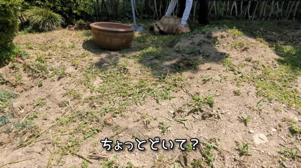 作業のためマルルにどいてもらう