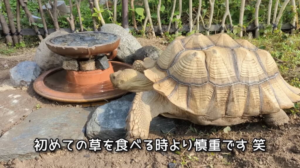 慎重なマルル