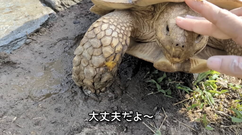 不安そうに寄り添ってくる