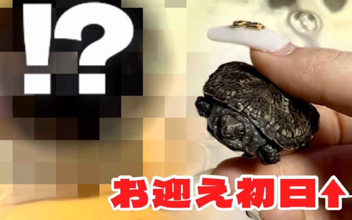 指先サイズのカメをお迎え→たった5カ月後「びっくり笑」「成長するの早」　二度見する現在の姿に「不思議でしょうがない」（1/3） | その他生き物 ねとらぼ