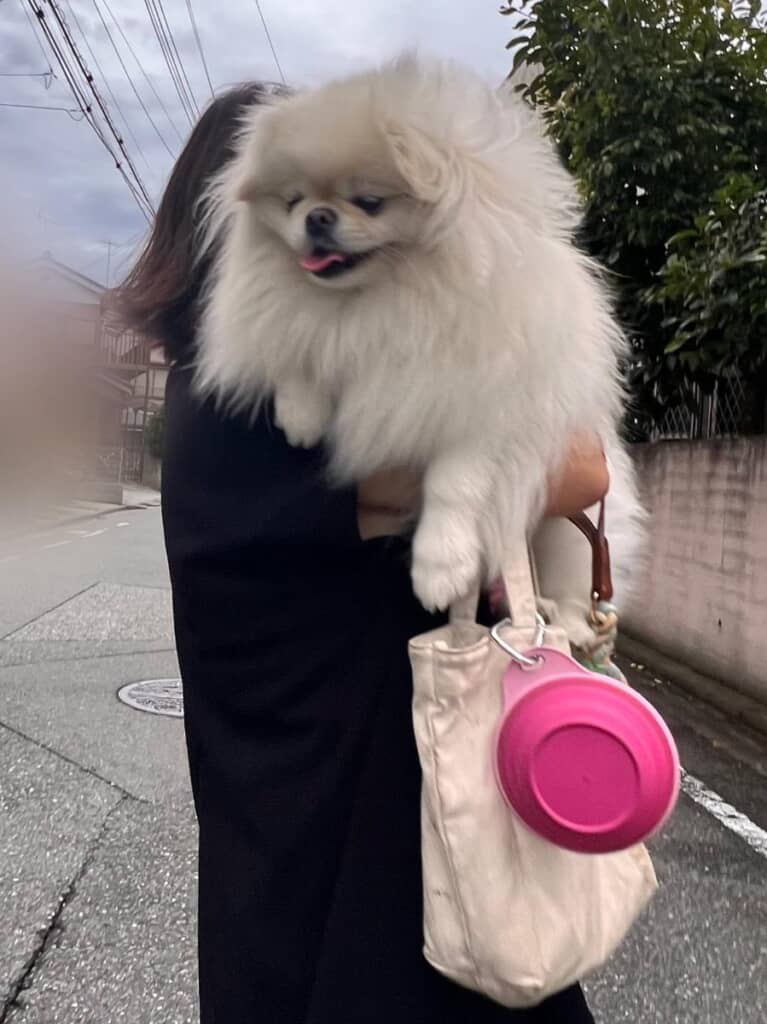 表情はまだまだ甘えん坊パピーのままです