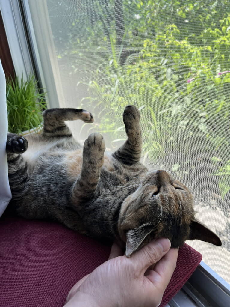 窓際でまったりメルモちゃん