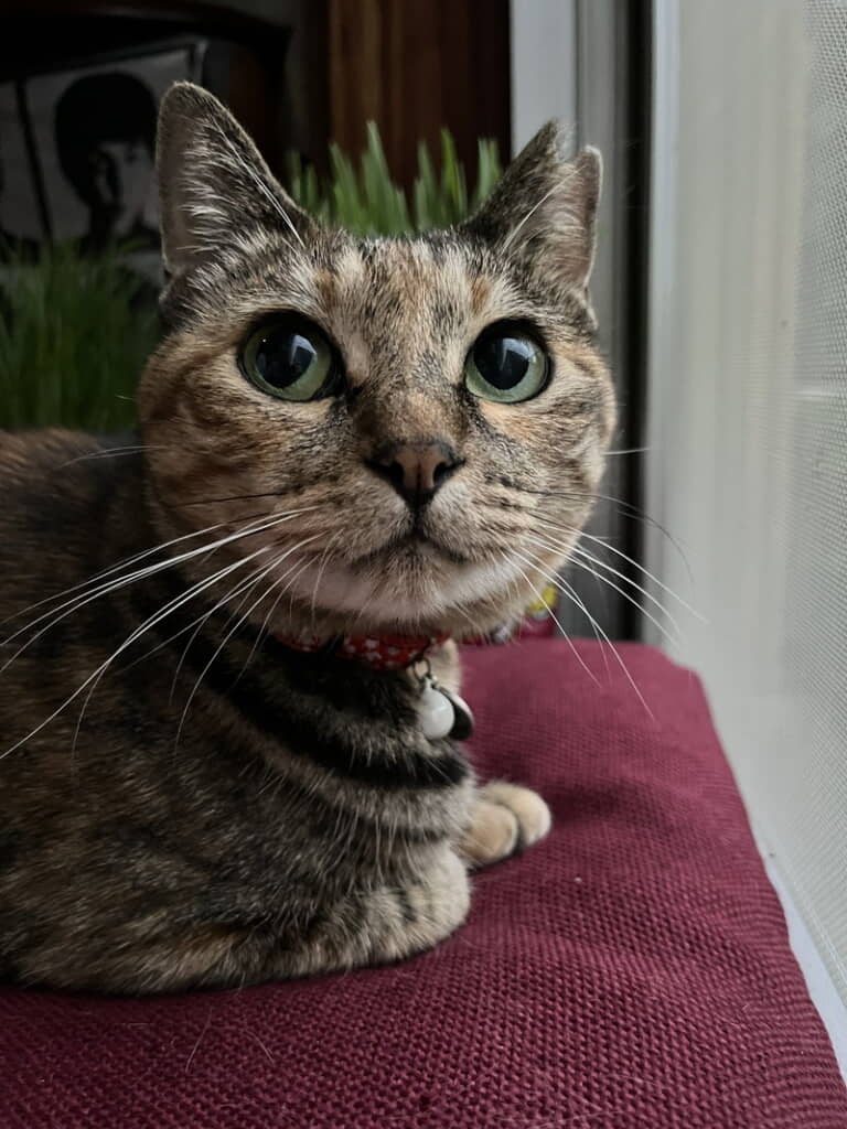 朝4時半からのニャルソックのお誘い