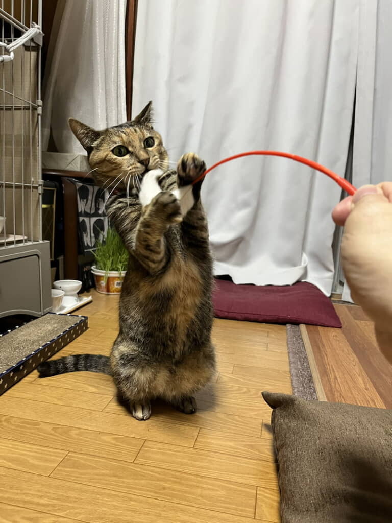 ちょっとくたびれた猫じゃらしがお好み