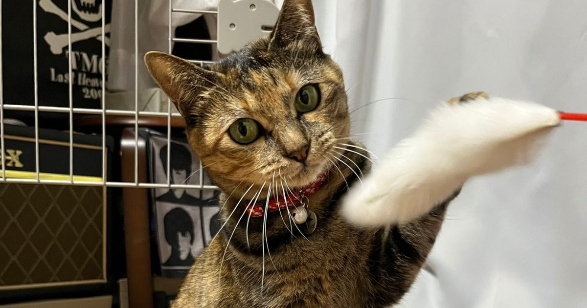 興味なさそうに猫じゃらしで遊ぶ愛猫→飼い主が本気を出すと…… 別猫のような温度差に「笑いました」「本気w」(1/3) | 猫 ねとらぼ