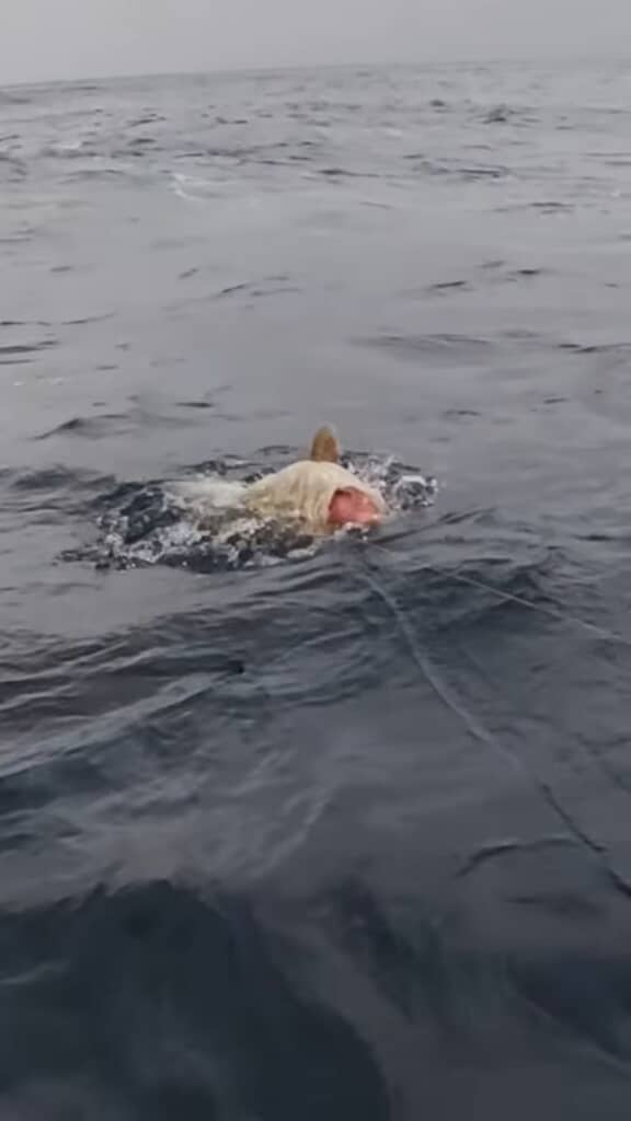 海面に姿を現した大きなクエ