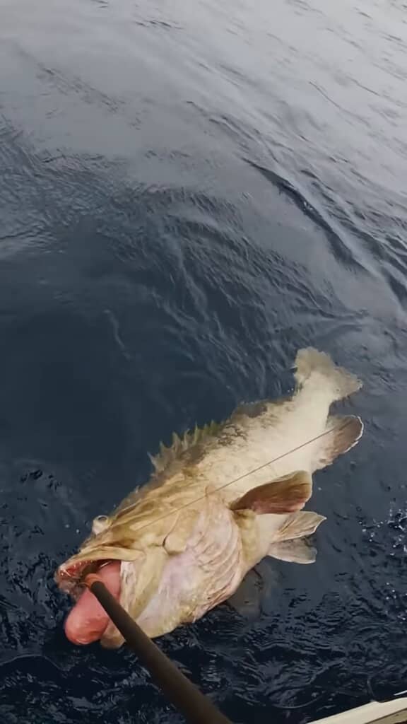 海面を漂う巨大なクエ