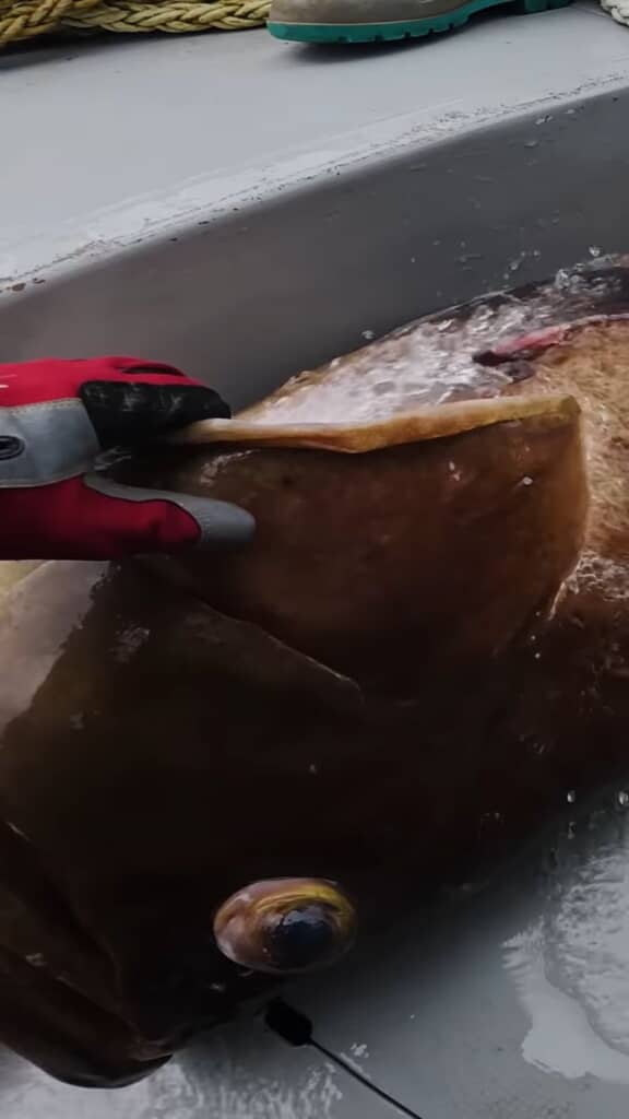 船上に横たわるクエ