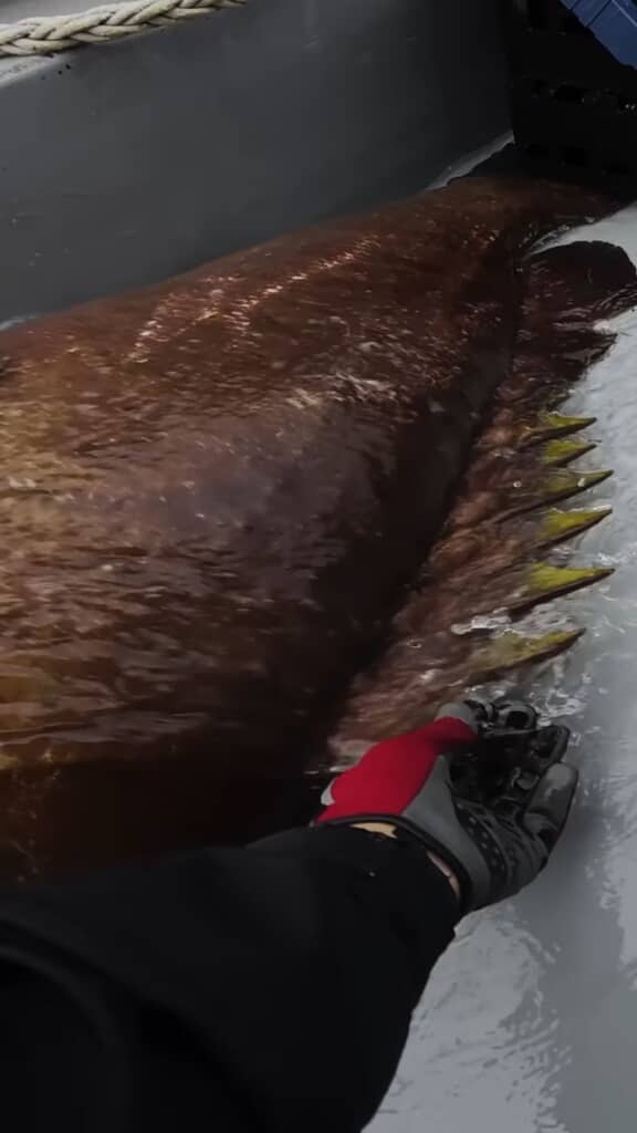 クエのいかめしい背ビレ