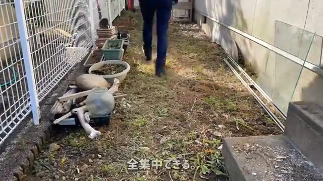 きれいに刈りました