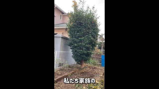 大きなサザンカの木