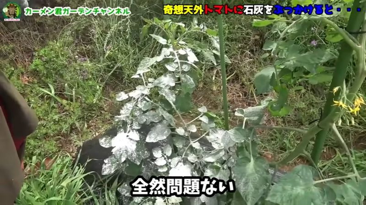 栽培のプロ「早い段階でぶっかけろ！」　トマト苗木に革命を起こす“まさかのモノ”「知らなかった」「今日やります！」（1/3） | ライフハック ねとらぼ