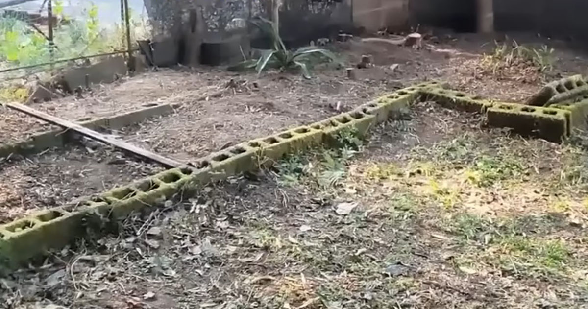 冬に手入れしたはずの“裏山”→ズボラ主婦が5カ月放置したら……　まさかの光景に絶句「思わず笑った」「生命力すごい」（1/3） | ライフスタイル ねとらぼ