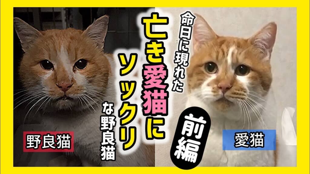 3年前に旅立った愛猫にソックリな野良猫が現れました