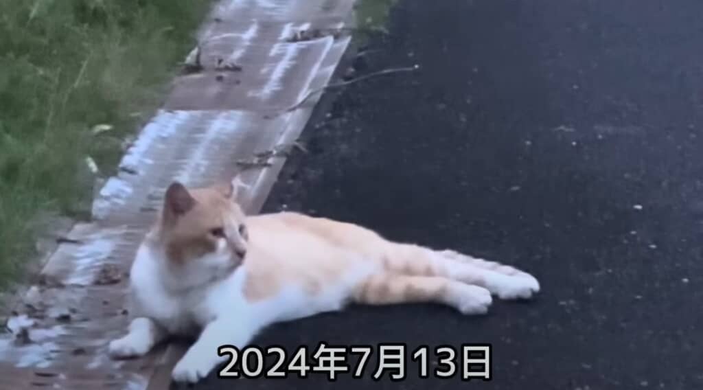 先代の猫「デブ」ちゃんによく似た野良猫です
