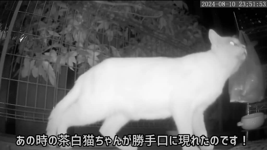 勝手口に現れました