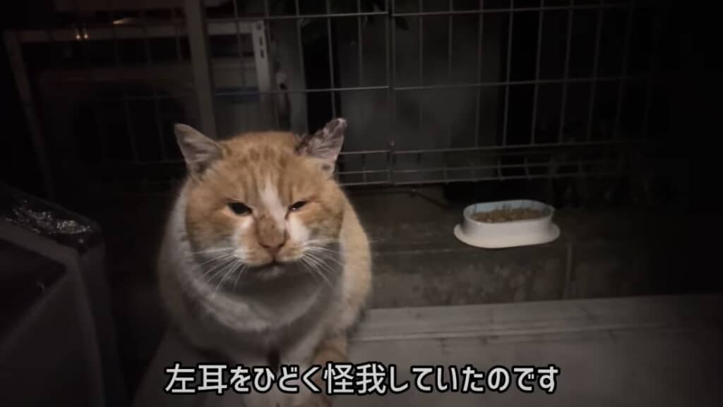 左耳をケガしていました